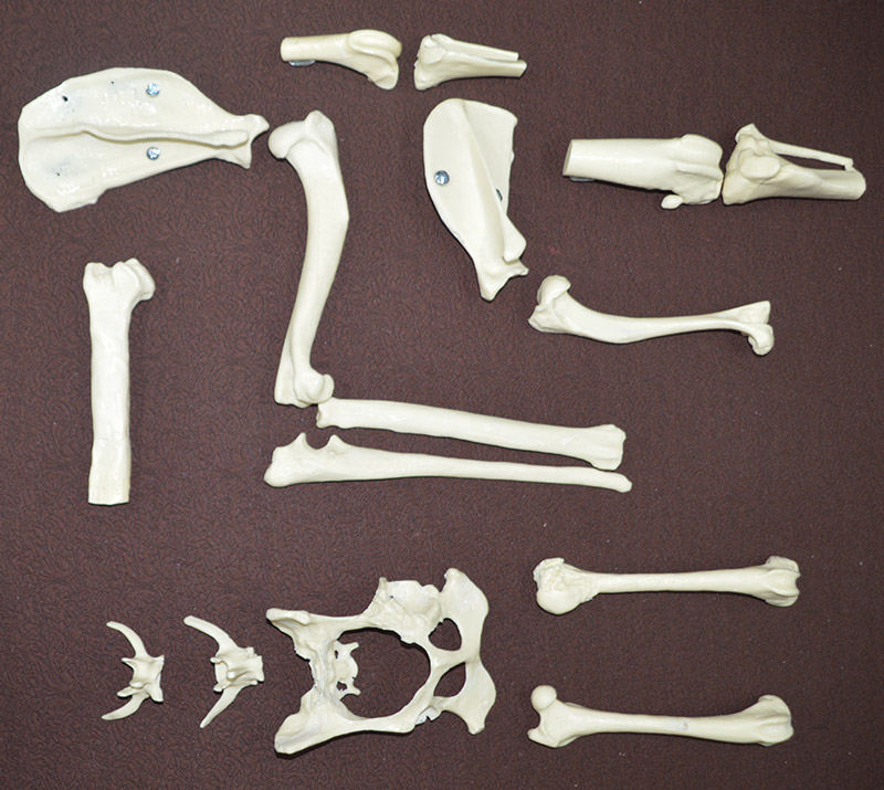 Пластиковые кости собак анатомической формы и размеров