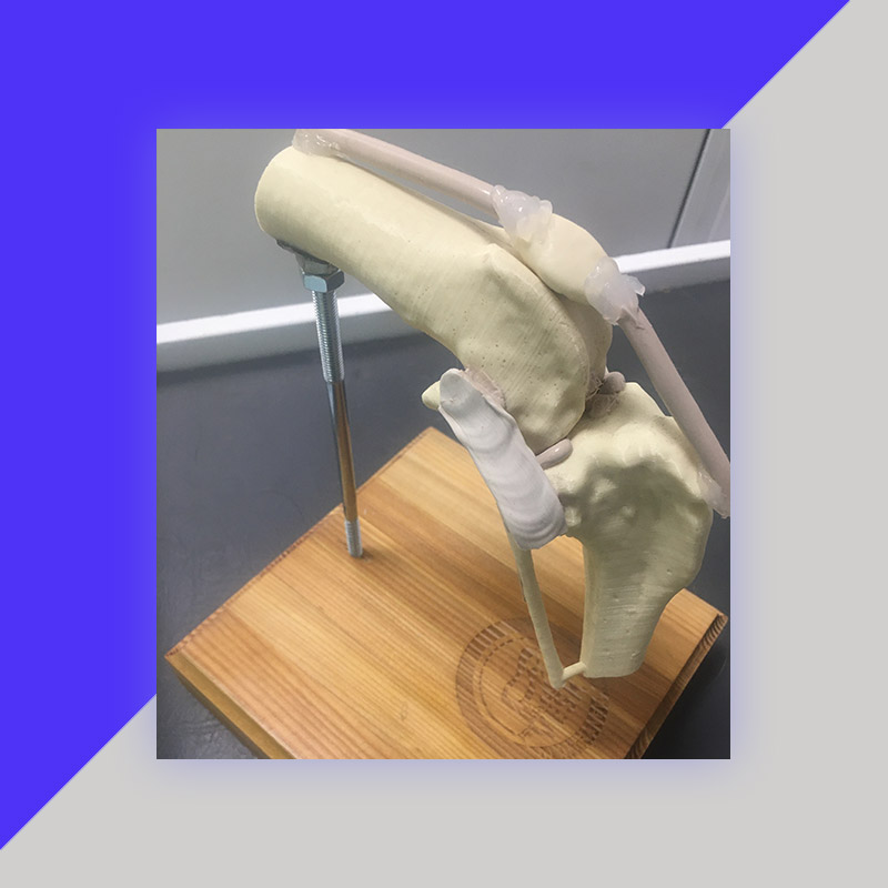 Анатомическая модель коленного сустава собаки (50 кг)