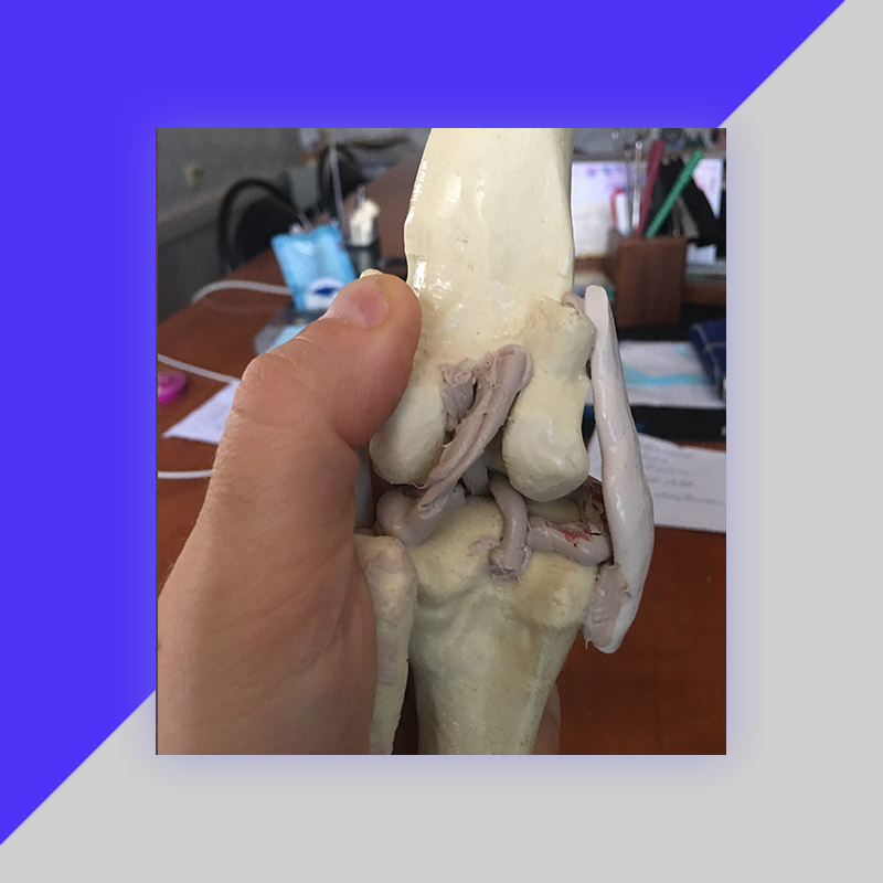 Анатомическая модель коленного сустава собаки (50 кг)